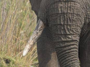 Giornata mondiale dell’elefante, specie in pericolo dall’Africa all’Asia