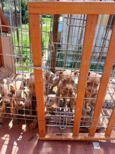 In gabbia sotto il sole, a Lecco salvati 10 cuccioli di pitbull amstaff