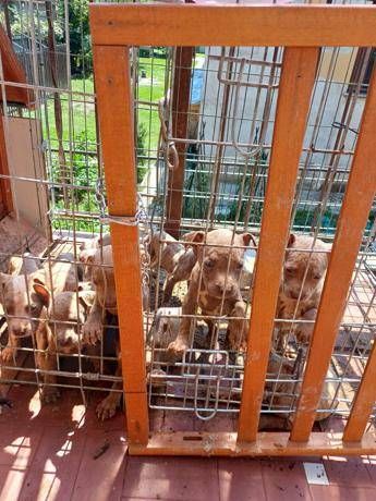 In gabbia sotto il sole, a Lecco salvati 10 cuccioli di pitbull amstaff