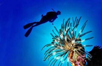 Pesce scorpione su coste italiane: “Pungersi può essere molto doloroso”