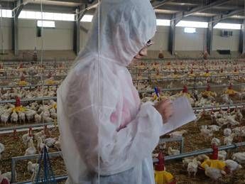 Pollo allevato sano e senza antibiotici, primi risultati sperimentazione italiana ‘In Ovo’