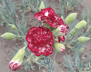 Turismo, un fiore ‘divino’ con un nome da re: in Rep. Ceca svelata la nuova varietà del garofano di Klatovy
