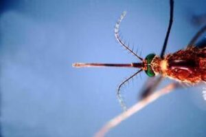 West Nile, il bollettino Iss: “27 morti e a 430 i casi da inizio anno”