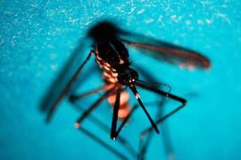 West Nile, primo caso autoctono in Toscana: febbre, malessere ed eruzione cutanea