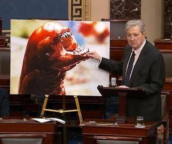 “I gamberi ti fanno diventare Alien”, l’allarme del senatore Kennedy