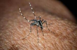 West Nile, 13esimo caso a Oristano. Bassetti: “Non è finita, zanzare fino a novembre”