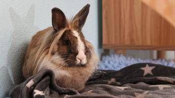 Allarme leishmaniosi in Europa, cos’è la malattia e quali animali la trasmettono