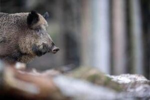 Caricato da un cinghiale durante battuta di caccia, morto pensionato