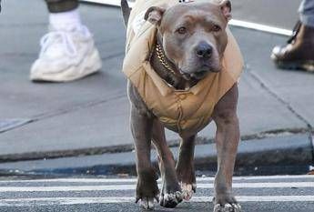 Milano, carabinieri provano ad arrestare un 69enne ma il suo pitbull non ci sta e azzanna