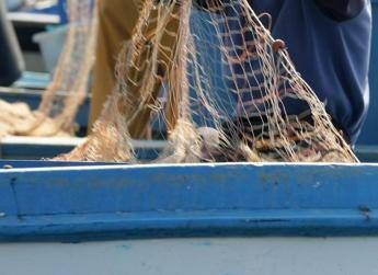 Salmonella nelle telline di Maccarese, stop temporaneo a raccolta e consumo