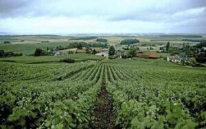 Vino, la Champagne presenta il Rapporto sulla responsabilità sociale della filiera