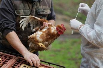 Aviaria, 60 focolai in Ue. La Commissione: “Monitoriamo attentamente”