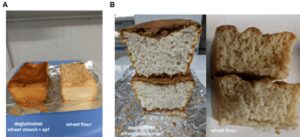 Dal Cnr prototipo di pane di frumento senza glutine, prima volta al mondo