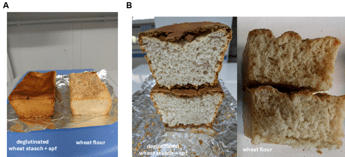 Dal Cnr prototipo di pane di frumento senza glutine, prima volta al mondo