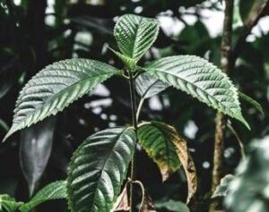 Droghe, esplode l’uso di kratom negli Usa: segnalazioni cresciute di 65 volte in un decennio