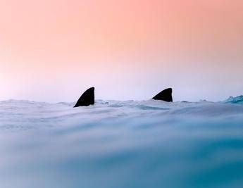 Due squali avvistati a Gallipoli e a Terracina, l’esperto: “Evento raro nei nostri mari”