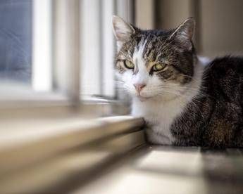 Microchip obbligatorio per cani e gatti, il Parlamento europeo ha dato l’ok definitivo