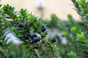 Mirto alleato della fertilità maschile, ‘protegge gli spermatozoi dai veleni delle plastiche’