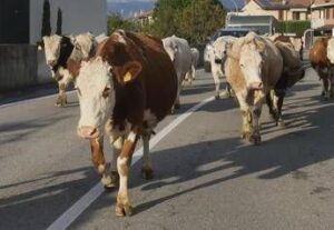 Mucche in strada, tre feriti e 7 bovini morti in scontro nell’Avellinese﻿