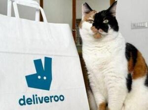 Pet day, su Deliveroo il migliore amico dell’uomo è il gatto, ordini doppi rispetto ai cani