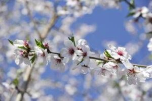 Settimana di primavera, meteo variabile e temperature un po’ in calo: le previsioni