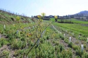 3Bee e l’Oasi della Biodiversità di Pavia