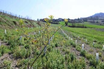 3Bee e l’Oasi della Biodiversità di Pavia