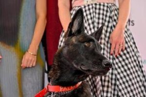 Cannes, il cane Yuri vince la Palm Dog: è la star del film ‘La Perra’