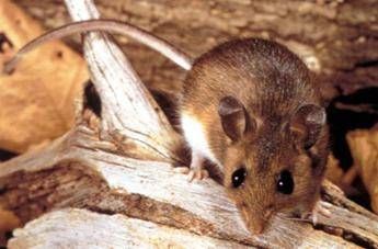 Hantavirus, cosa sappiamo