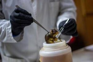 Hantavirus, topi come serbatoio: dobbiamo temere i ratti in città?