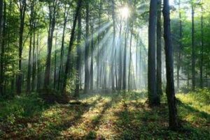 Il clima cambia le foreste, lo scenario al 2100