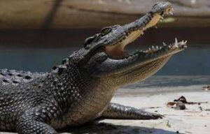 Pistoia, “c’è un coccodrillo nel laghetto”: scattate le ricerche