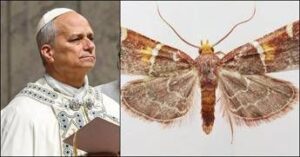 Scoperta una nuova falena, il suo nome è una dedica a Papa Leone