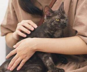 Asma nei bambini, uno studio assolve i gatti: “Nessun rischio da convivenza con i mici”