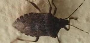 Malattia di Chagas spaventa l’America Latina, circa 6 mln convivono con l’infezione parassitaria