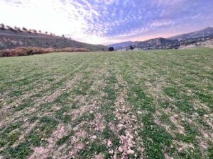 Masini (Coldiretti): ”piano invasi e innovazione sui campi contro rischio desertificazione”
