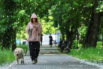 Obbligo di lavare la pipì del cane in strada, Bassetti: “Dal punto di vista scientifico non serve a nulla”