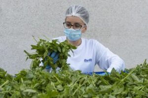 Barilla, fino a 650.000 analisi l’anno e 250 risorse dedicate per la sicurezza nel piatto
