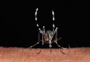 Da zecche a zanzare rischio virus in vacanza, Bassetti: “Non solo in Paesi esotici”