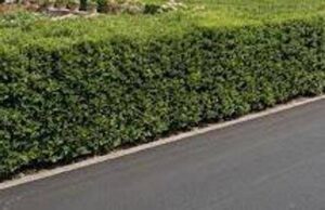 La siepe è verde e ben potata ma sporge, multa da 180 euro a ogni condomino della palazzina
